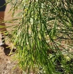 Exocarpos cupressiformis at Mount Majura - 15 May 2024 by Venture