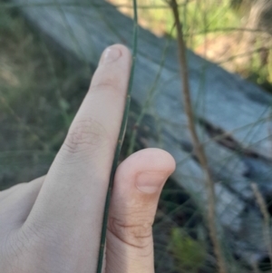 Allocasuarina verticillata at Mount Majura - 15 May 2024