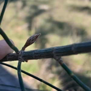 Allocasuarina verticillata at Mount Majura - 15 May 2024