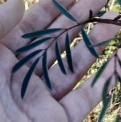 Indigofera australis subsp. australis (Australian Indigo) at Hackett, ACT - 15 May 2024 by Venture