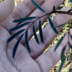 Indigofera australis subsp. australis at Mount Majura - 15 May 2024