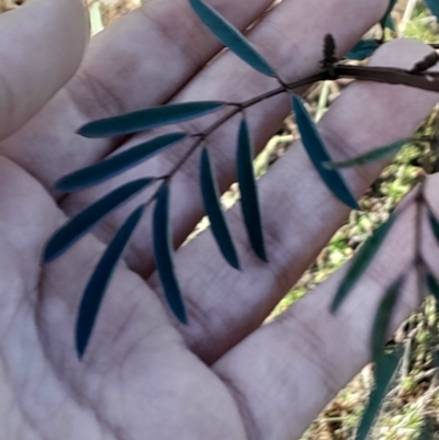 Indigofera australis subsp. australis at Mount Majura - 15 May 2024 by Venture