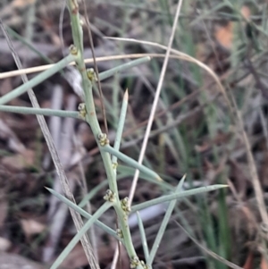 Daviesia genistifolia at Mount Majura - 15 May 2024