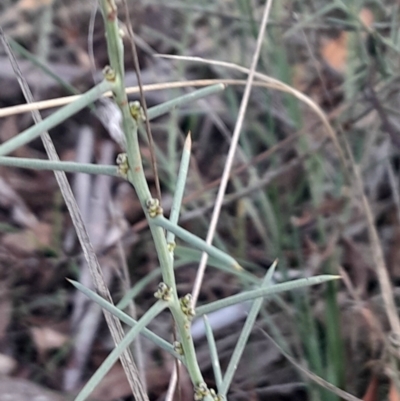 Daviesia genistifolia (Broom Bitter Pea) at Mount Majura - 15 May 2024 by Venture
