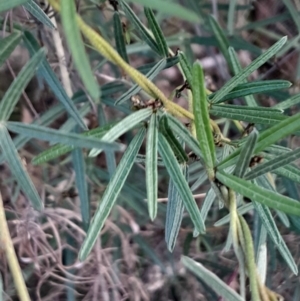 Glycine clandestina at Mount Majura - 15 May 2024