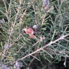 Dillwynia sp. Yetholme (P.C.Jobson 5080) NSW Herbarium at Hackett, ACT - 15 May 2024 by Venture