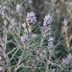 Dillwynia sp. Yetholme (P.C.Jobson 5080) NSW Herbarium at Mount Majura - 15 May 2024