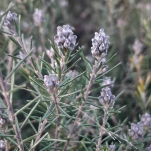 Dillwynia sp. Yetholme (P.C.Jobson 5080) NSW Herbarium at Mount Majura - 15 May 2024