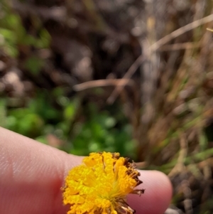 Leptorhynchos squamatus subsp. squamatus at Mount Majura - 15 May 2024