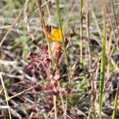 Hypericum gramineum (Small St Johns Wort) at Mount Majura - 15 May 2024 by Venture