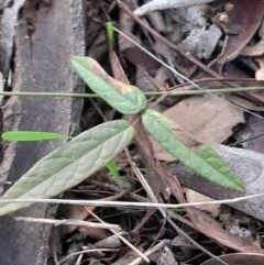 Grona varians (Slender Tick-Trefoil) at Hackett, ACT - 15 May 2024 by Venture