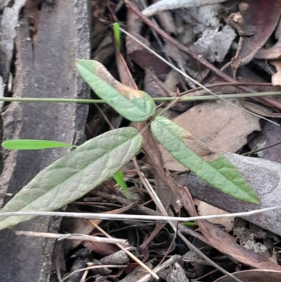 Grona varians (Slender Tick-Trefoil) at Hackett, ACT - 15 May 2024 by Venture