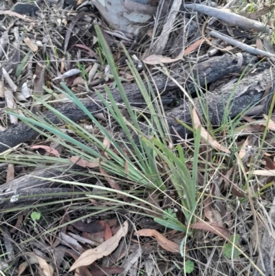 Lomandra sp. (A Matrush) at Mount Majura - 15 May 2024 by Venture