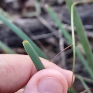 Lomandra bracteata at Mount Majura - 15 May 2024