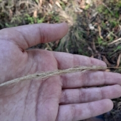 Dichelachne sp. (Plume Grasses) at Hackett, ACT - 15 May 2024 by Venture