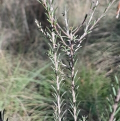 Dillwynia sericea (Egg And Bacon Peas) at Mount Majura - 15 May 2024 by Venture