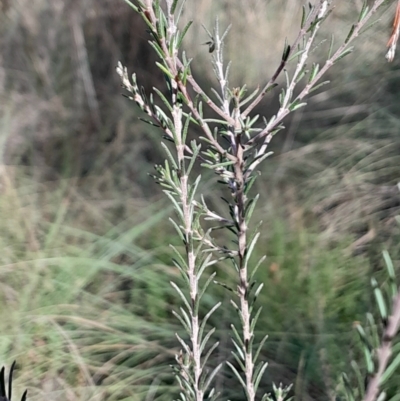 Dillwynia sericea (Egg And Bacon Peas) at Mount Majura - 15 May 2024 by Venture