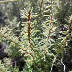 Pultenaea subspicata (Low Bush-pea) at Mount Majura - 15 May 2024 by Venture