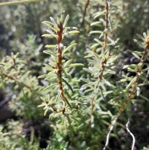 Pultenaea subspicata at Mount Majura - 15 May 2024