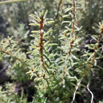 Pultenaea subspicata (Low Bush-pea) at Hackett, ACT - 15 May 2024 by Venture