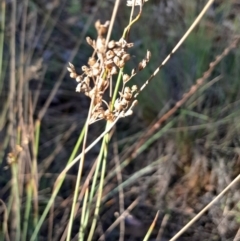 Juncus sp. (A Rush) at Mount Majura - 15 May 2024 by Venture