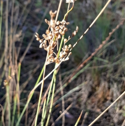 Juncus sp. at Mount Majura - 15 May 2024 by Venture