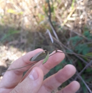 Glycine tabacina at Mount Majura - 15 May 2024