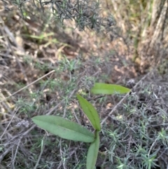 Glycine tabacina at Mount Majura - 15 May 2024