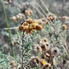 Chrysocephalum semipapposum (Clustered Everlasting) at Mount Majura - 15 May 2024 by Venture