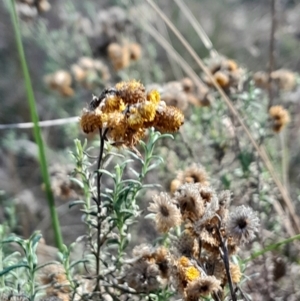 Chrysocephalum semipapposum at Mount Majura - 15 May 2024