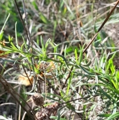 Xerochrysum viscosum (Sticky Everlasting) at Mount Majura - 15 May 2024 by Venture