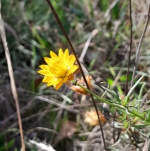 Xerochrysum viscosum at Mount Majura - 15 May 2024