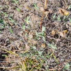 Chrysocephalum apiculatum (Common Everlasting) at Coombs, ACT - 15 May 2024 by WalkYonder