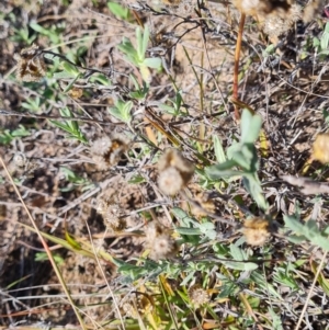 Chrysocephalum apiculatum at Molonglo River Reserve - 15 May 2024