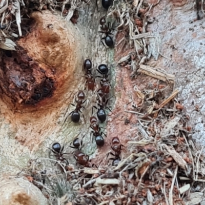 Papyrius sp. (genus) (A Coconut Ant) at O'Malley, ACT - 15 May 2024 by Mike