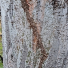 Papyrius sp. (genus) at Mount Mugga Mugga - 15 May 2024