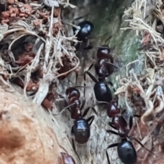 Papyrius sp. (genus) at Mount Mugga Mugga - suppressed