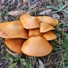 Gymnopilus junonius (Spectacular Rustgill) at O'Malley, ACT - 15 May 2024 by Mike