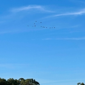 Pelecanus conspicillatus at Wingecarribee Local Government Area - 15 May 2024