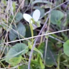 Viola odorata (Sweet Violet, Common Violet) at Hackett, ACT - 15 May 2024 by abread111