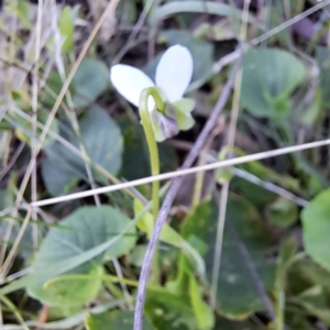 Viola odorata (Sweet Violet, Common Violet) at Mount Majura by abread111