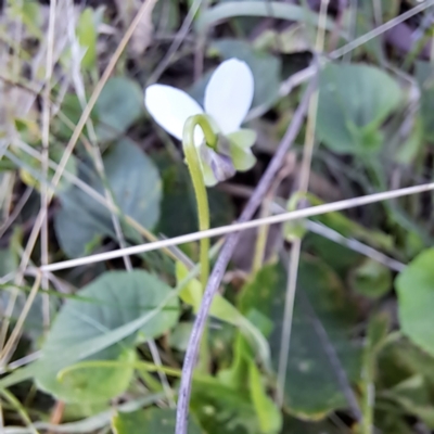 Viola odorata (Sweet Violet, Common Violet) at Mount Majura - 15 May 2024 by abread111