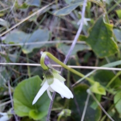 Viola odorata at Mount Majura - 15 May 2024 12:58 PM