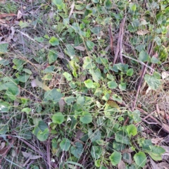 Viola odorata at Mount Majura - 15 May 2024