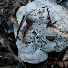 Unidentified Cap on a stem; pores below cap [boletes & stemmed polypores] at Hughes Grassy Woodland - 15 May 2024 by LisaH