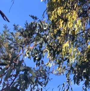 Pachycephala pectoralis at Black Flat at Corrowong - 15 May 2024