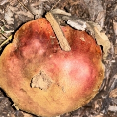 Unidentified Cap on a stem; pores below cap [boletes & stemmed polypores] at Hughes Grassy Woodland - 15 May 2024 by LisaH