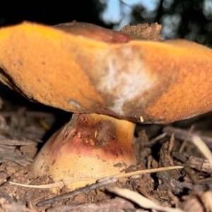 Boletus sp. at Red Hill to Yarralumla Creek - 15 May 2024
