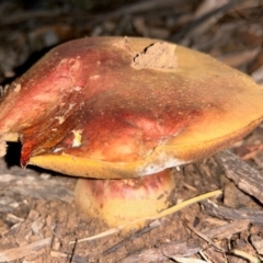 Boletus sp. at Red Hill to Yarralumla Creek - 15 May 2024