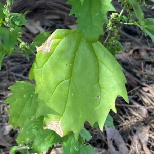 Chenopodium murale at The Fair, Watson - 15 May 2024